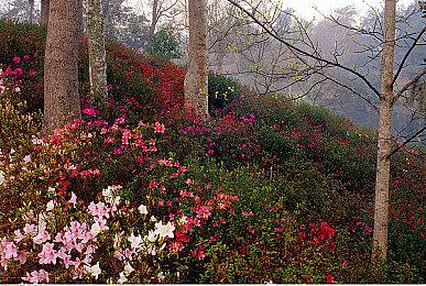 《鬼灭之刃：火之神血风谭》开发宣传片 10月14日发售